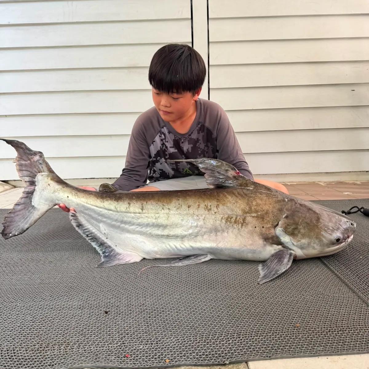 The most recent Giant pangasius catches on Fishbrain