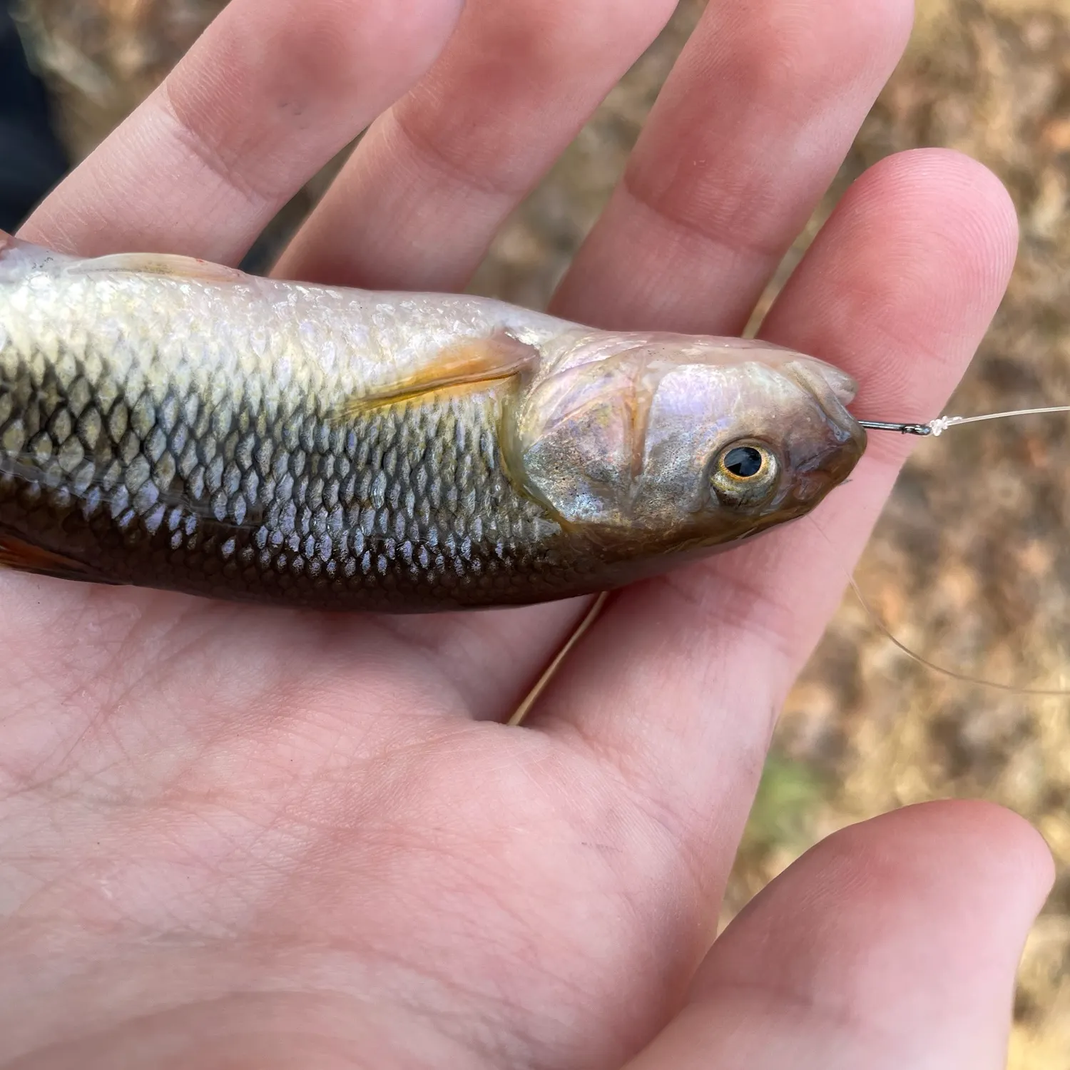 The most recent Striped shiner catches on Fishbrain