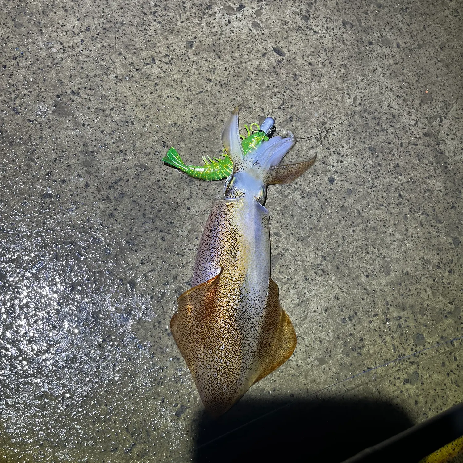 The most recent Market squid catches on Fishbrain