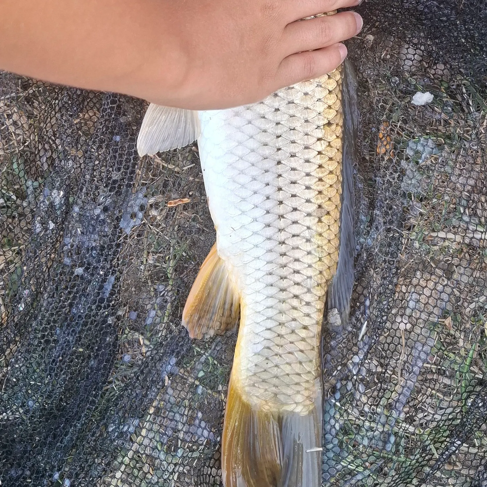Common carp caught on Fishbrain