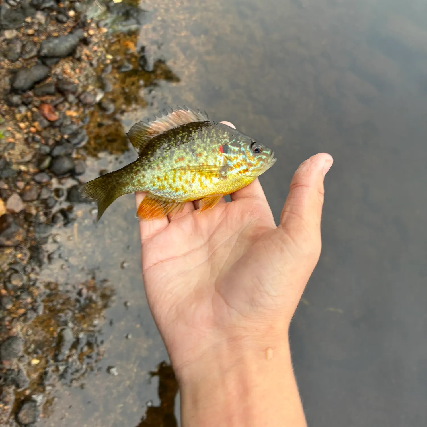 Pumpkinseed caught on Fishbrain