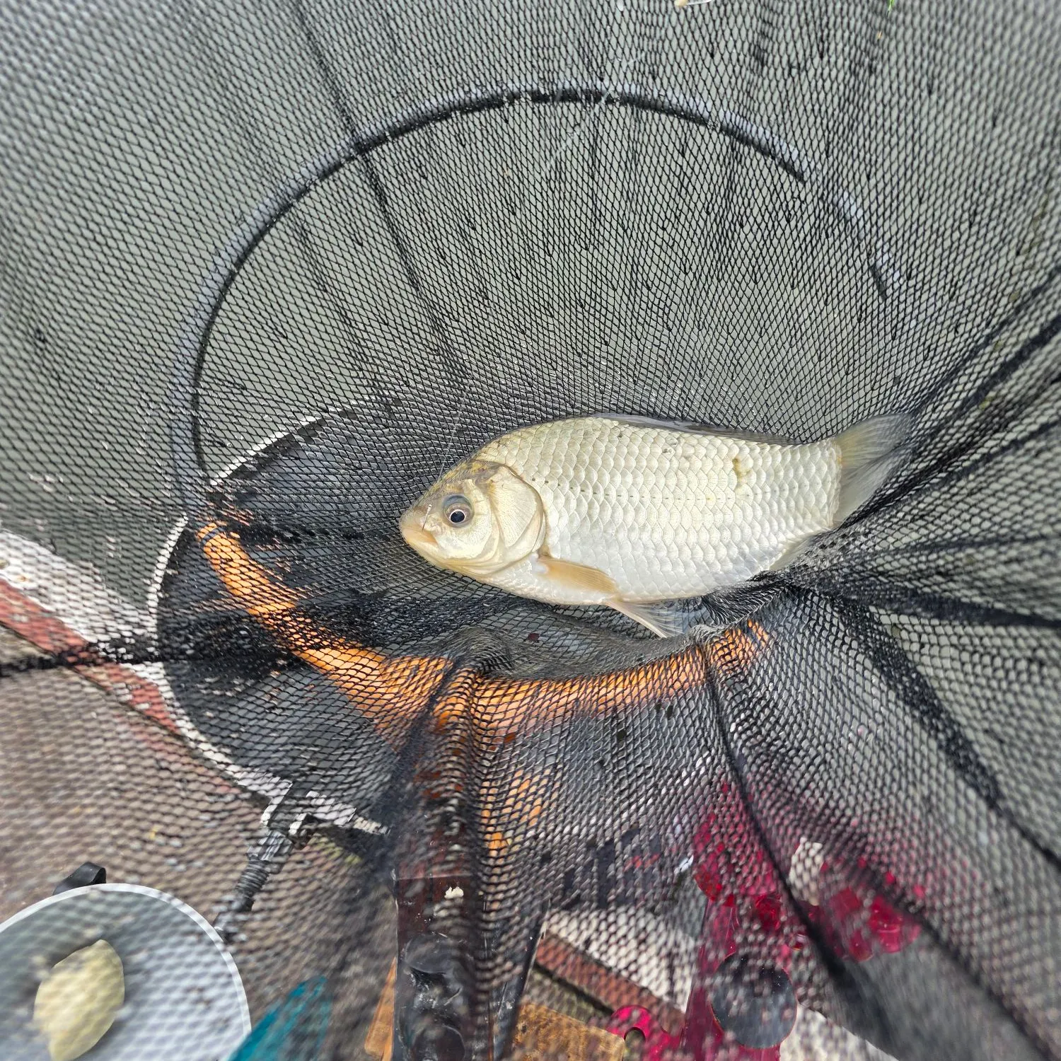 The most recent Crucian carp catches on Fishbrain