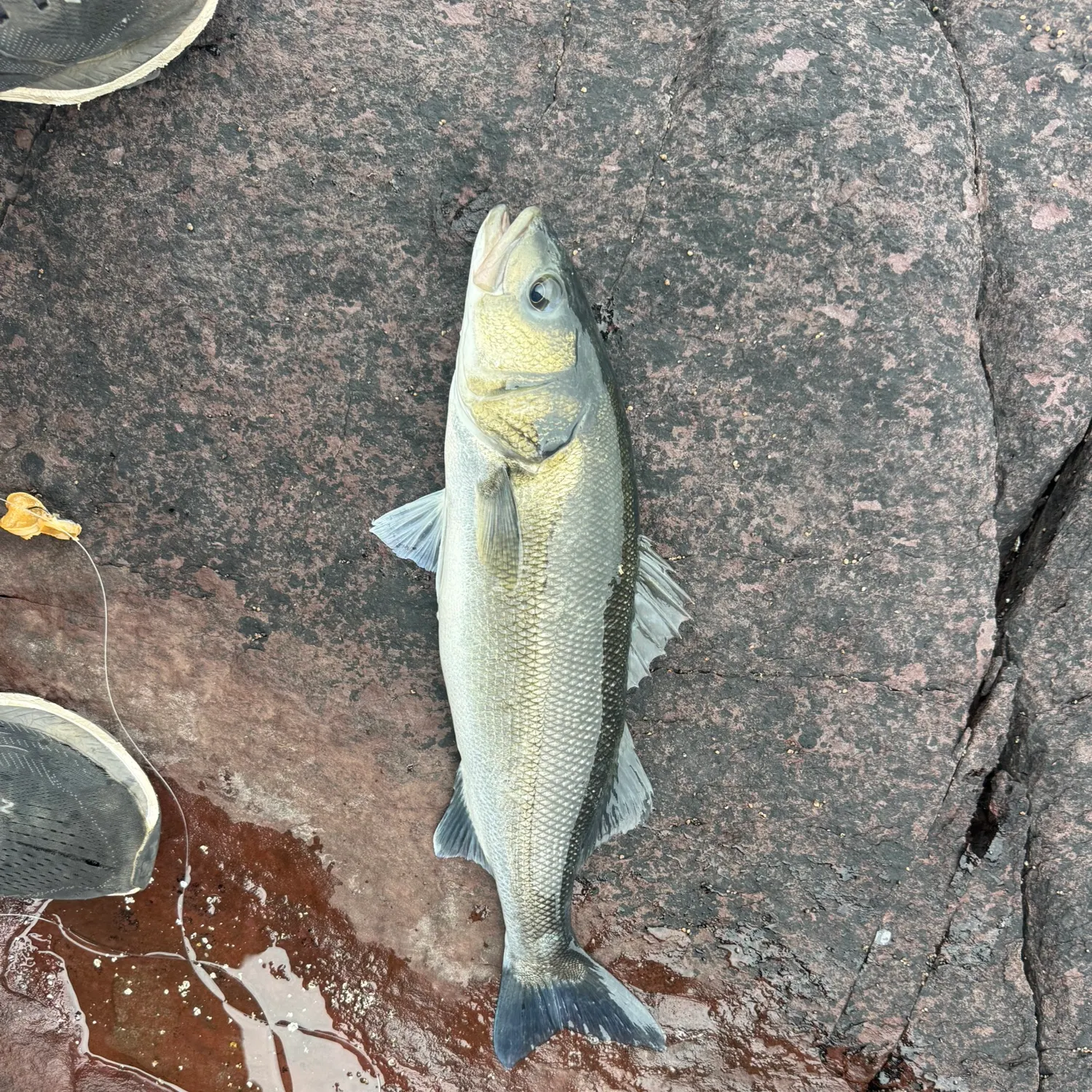 European seabass caught on Fishbrain