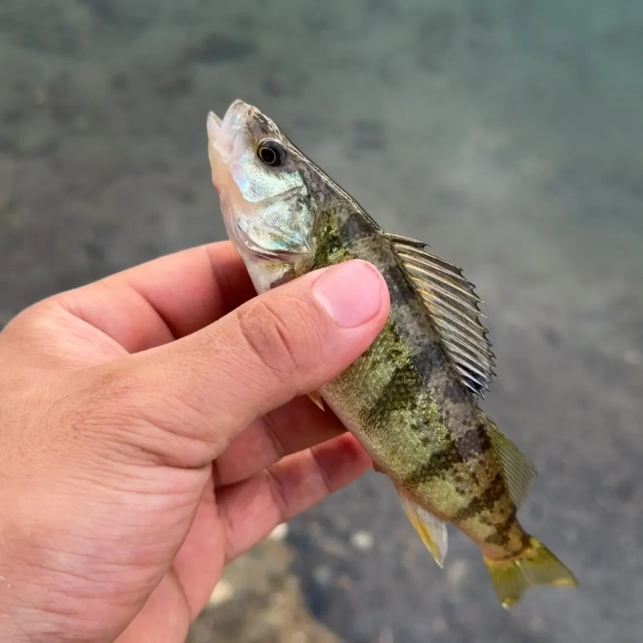 Yellow perch caught on Fishbrain