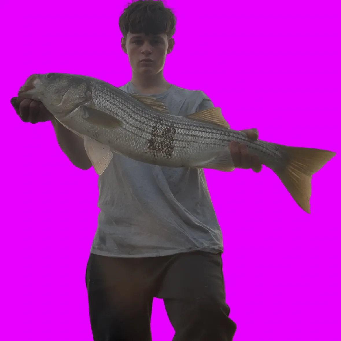Striped bass caught on Fishbrain