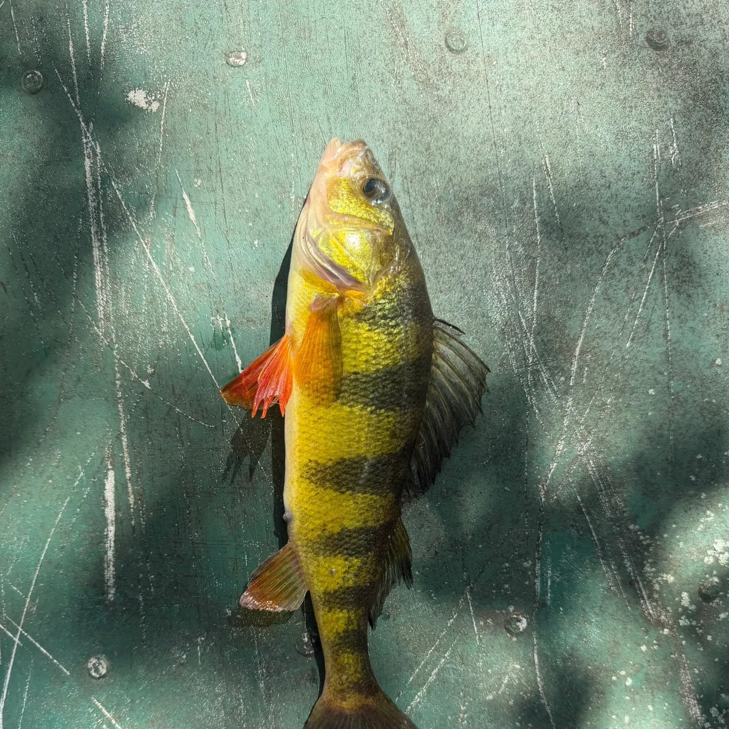 Yellow perch caught on Fishbrain