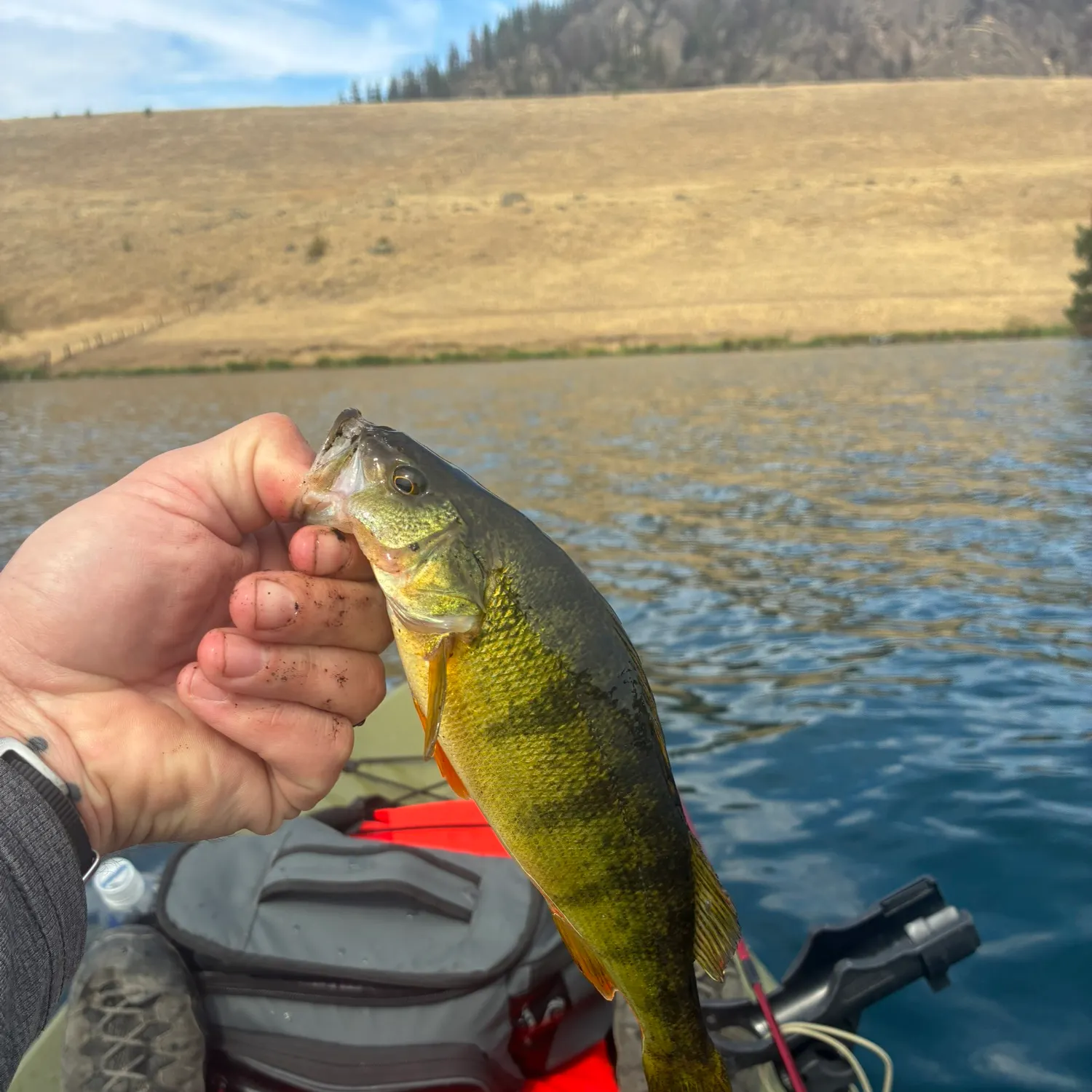 Yellow perch caught on Fishbrain