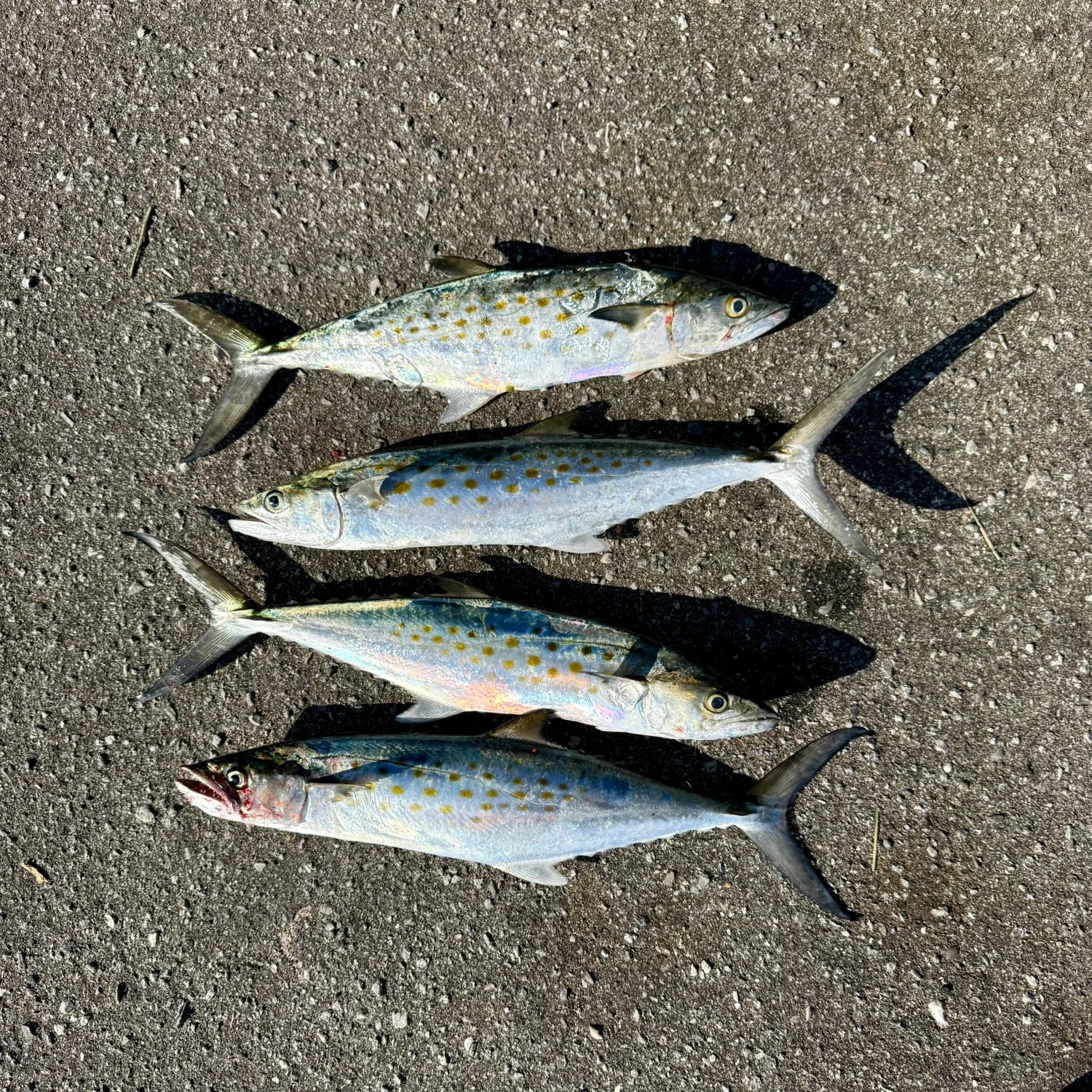 Spanish mackerel caught on Fishbrain