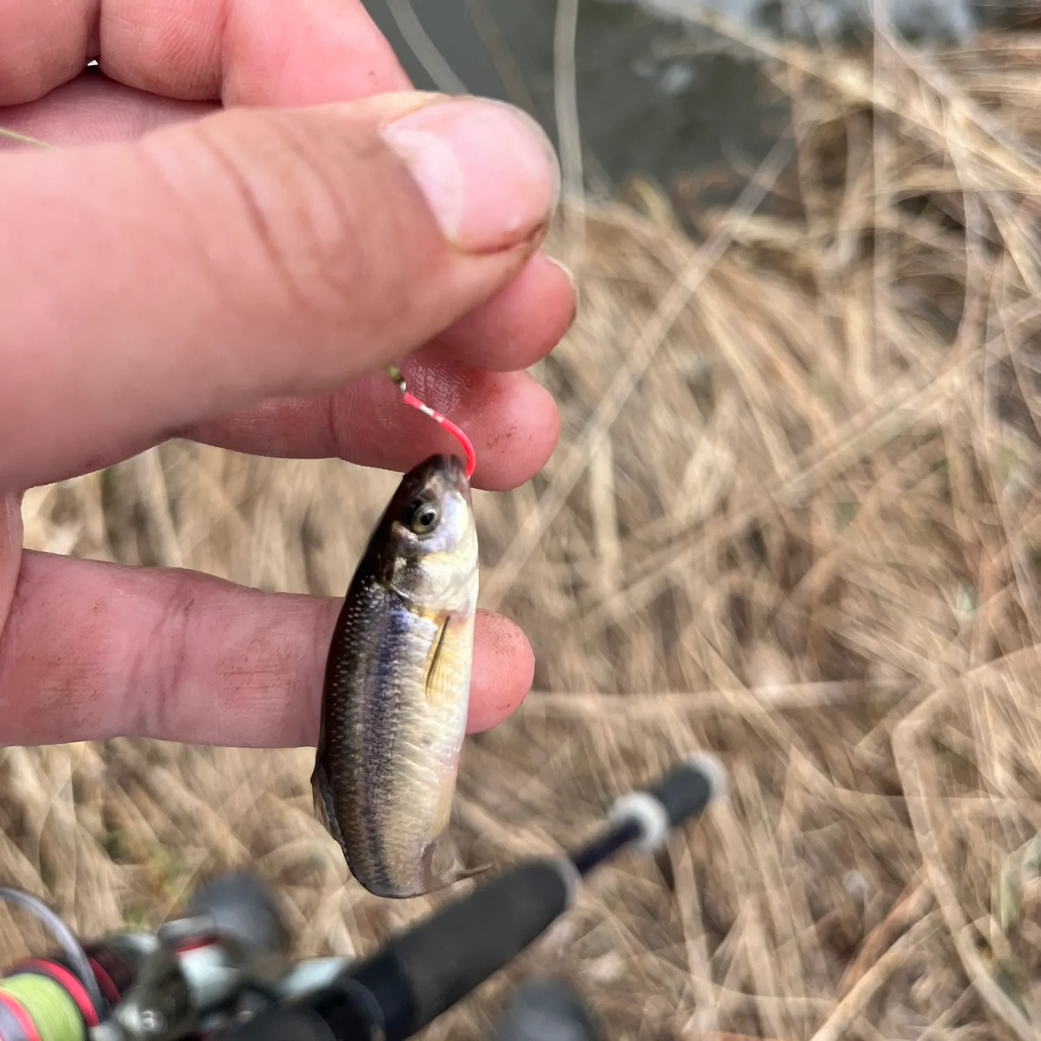 The most recent Fathead minnow catches on Fishbrain