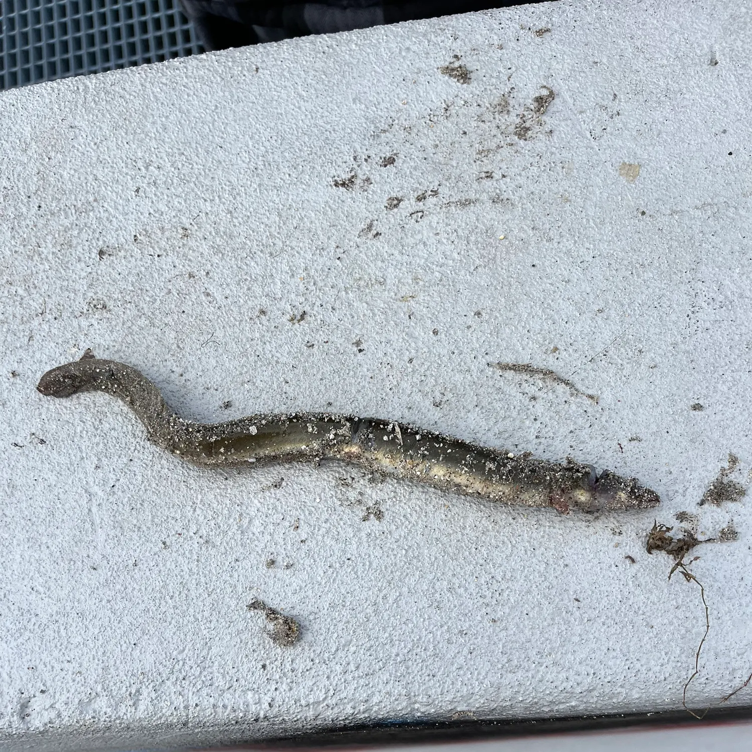 American eel caught on Fishbrain