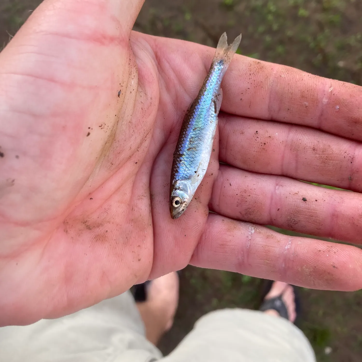 The most recent Spottail shiner catches on Fishbrain
