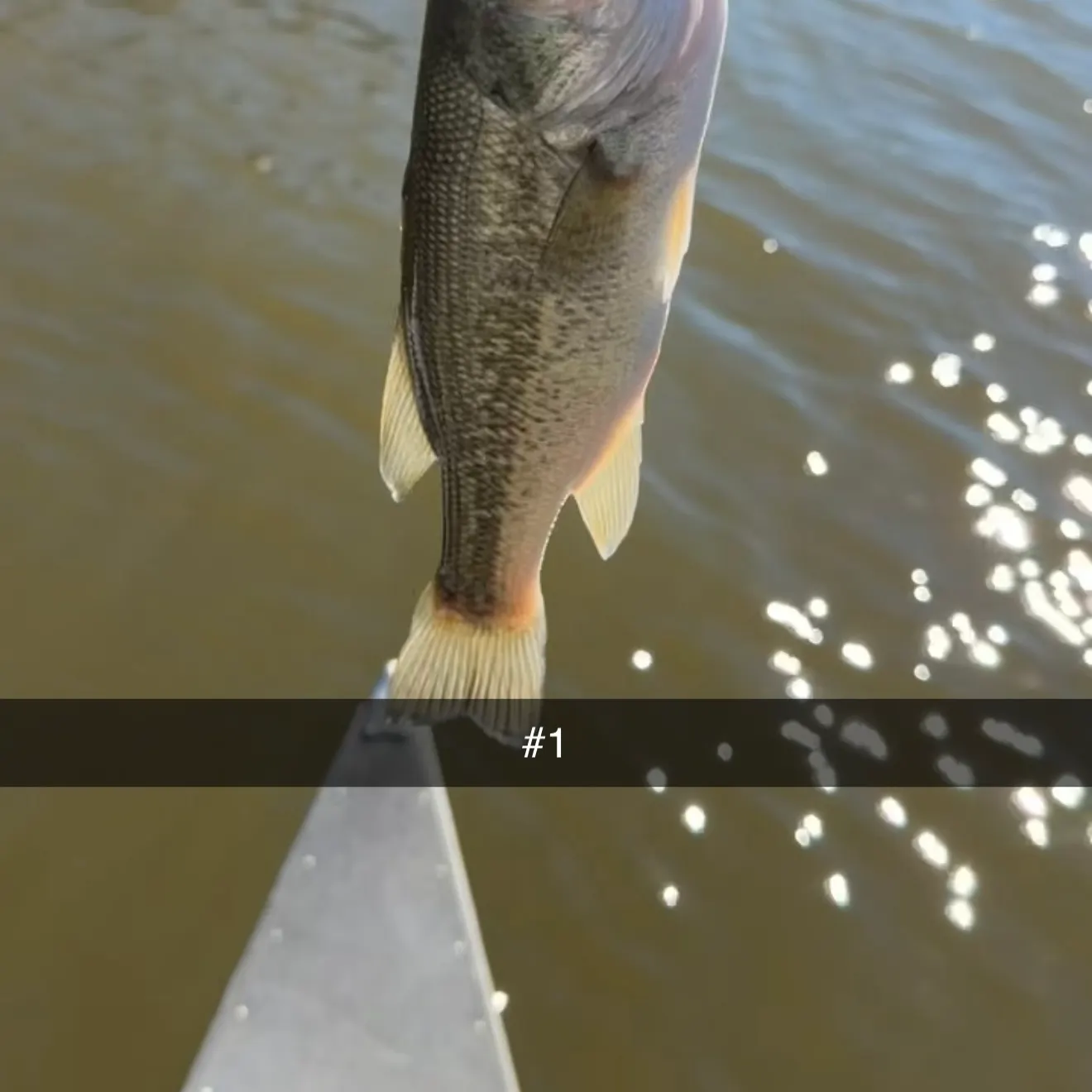 Smallmouth bass caught on Fishbrain