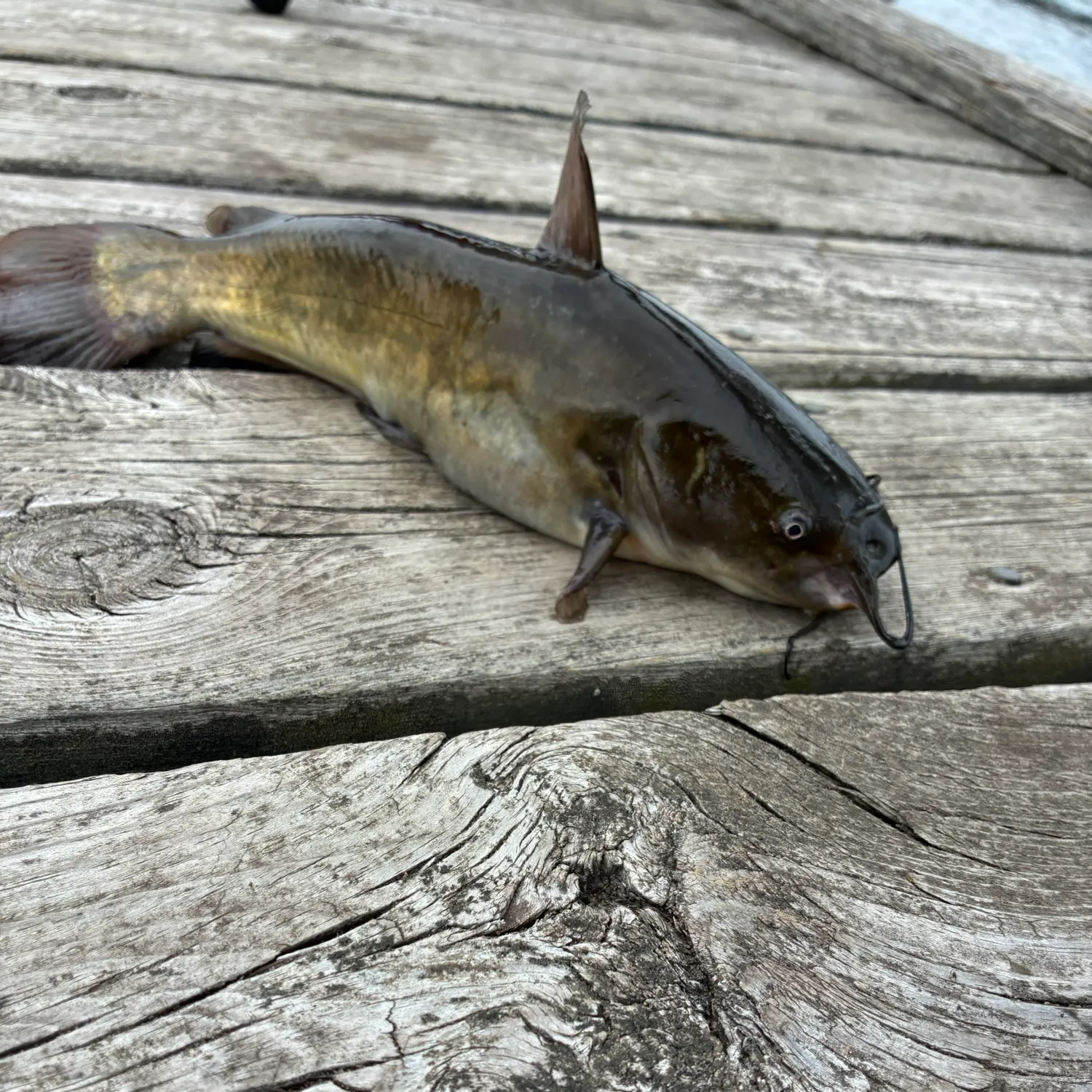 Black bullhead caught on Fishbrain