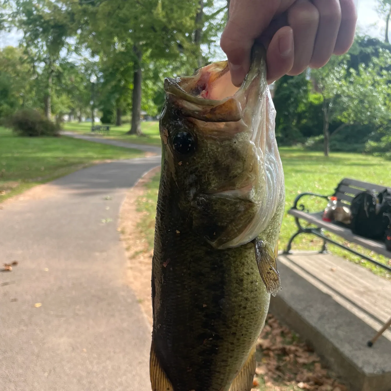 Largemouth bass caught on Fishbrain