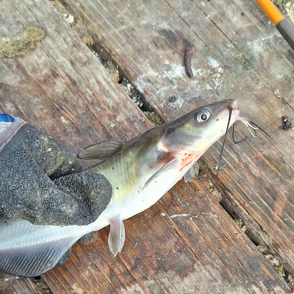Channel catfish caught on Fishbrain