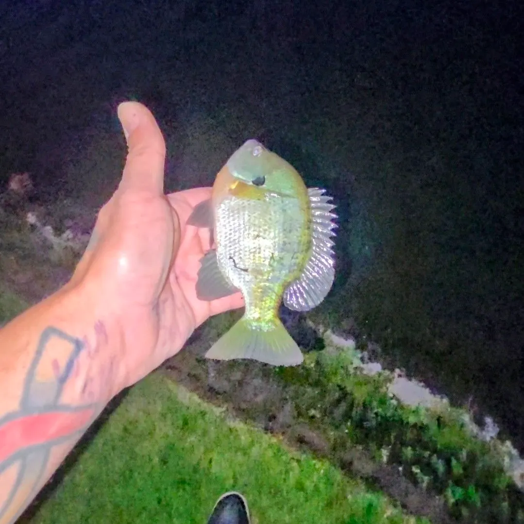 Bluegill caught on Fishbrain