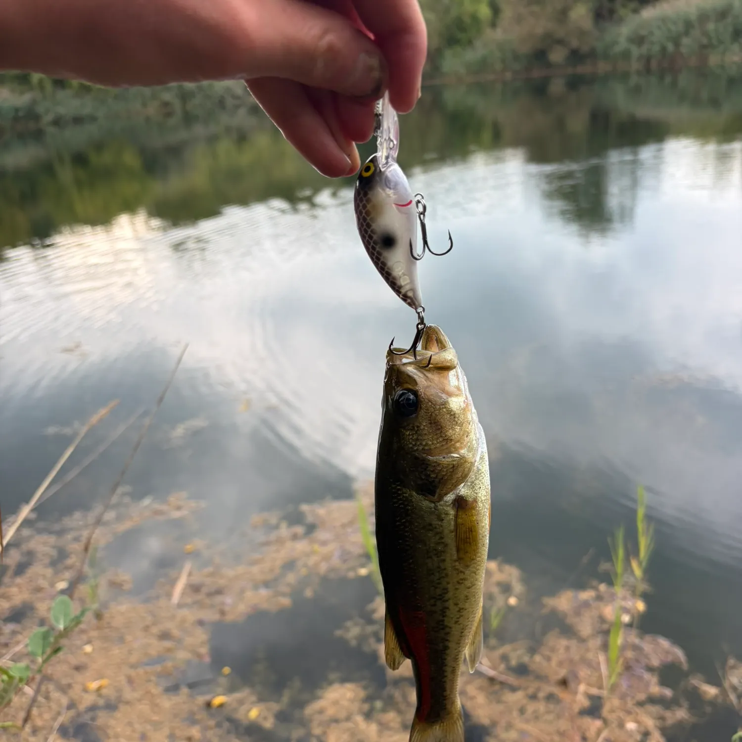 Largemouth bass caught on Fishbrain