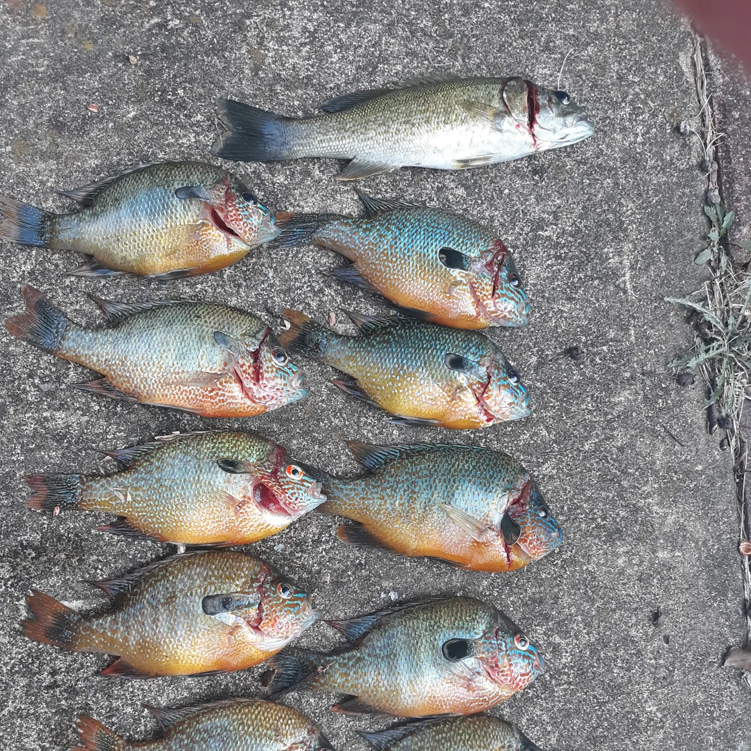 recently logged catches