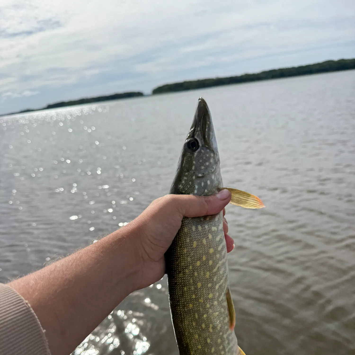 Northern pike caught on Fishbrain