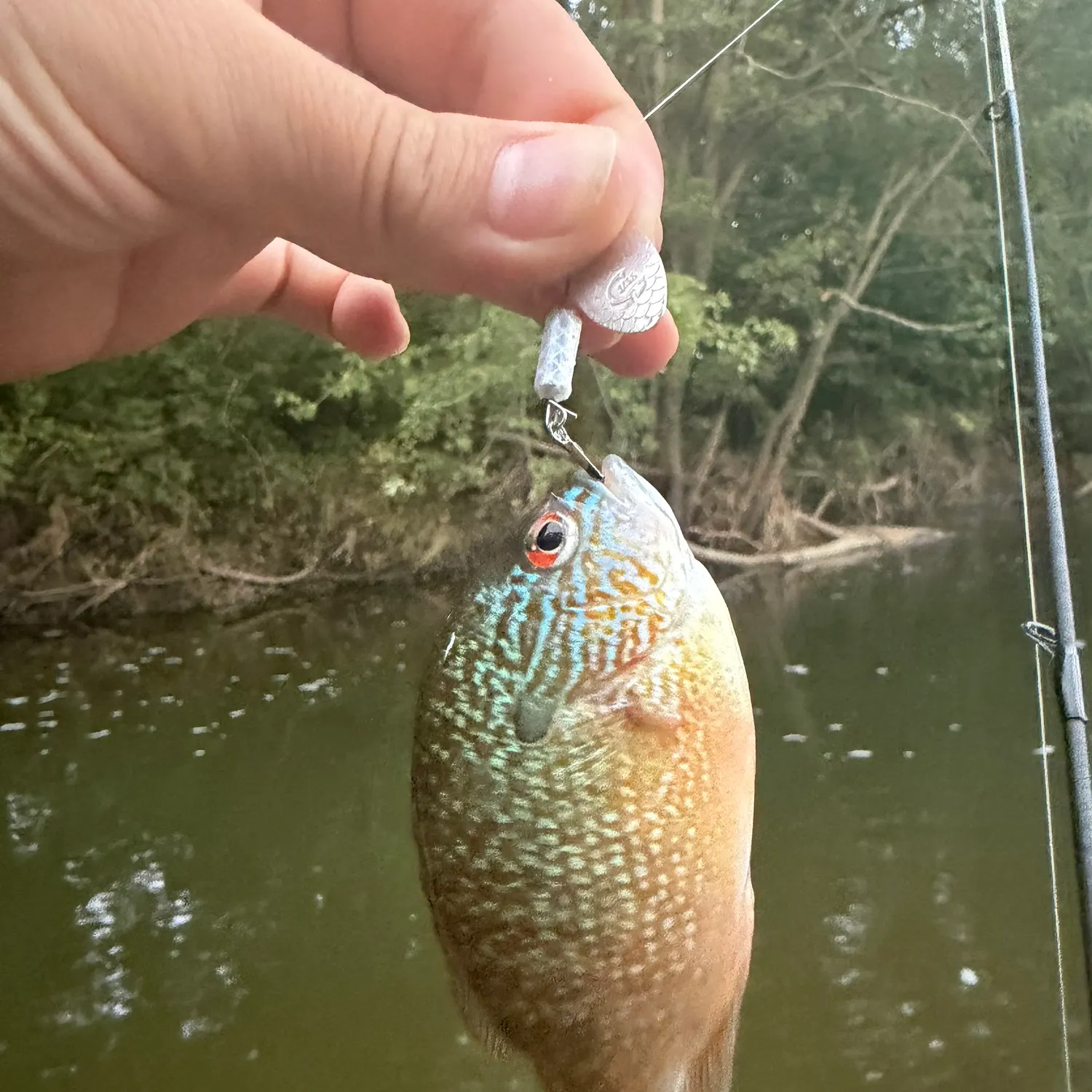 Longear sunfish caught on Fishbrain