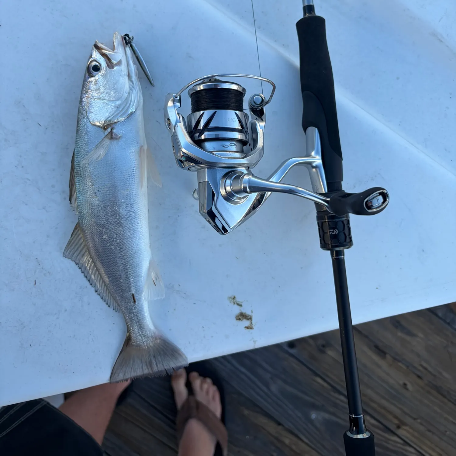 The most recent Shortfin corvina catches on Fishbrain