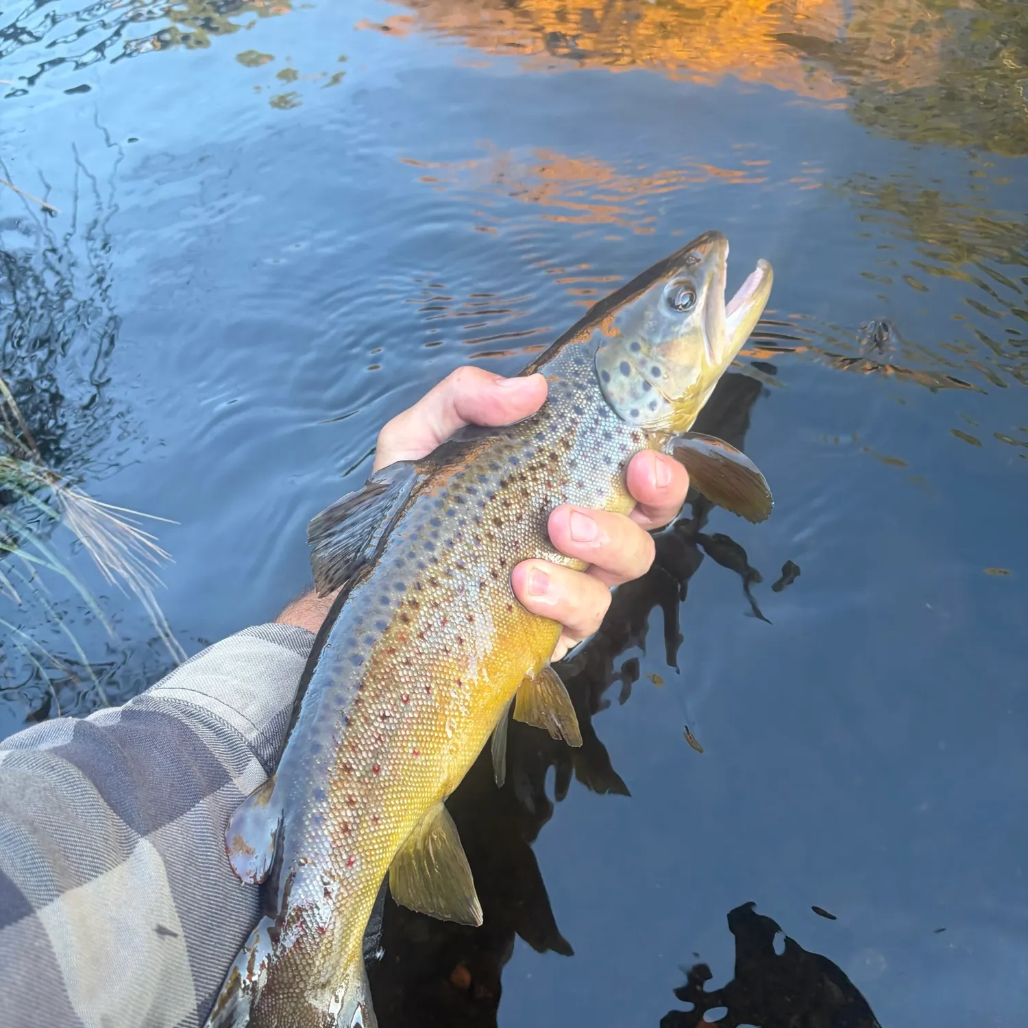 Brown trout caught on Fishbrain