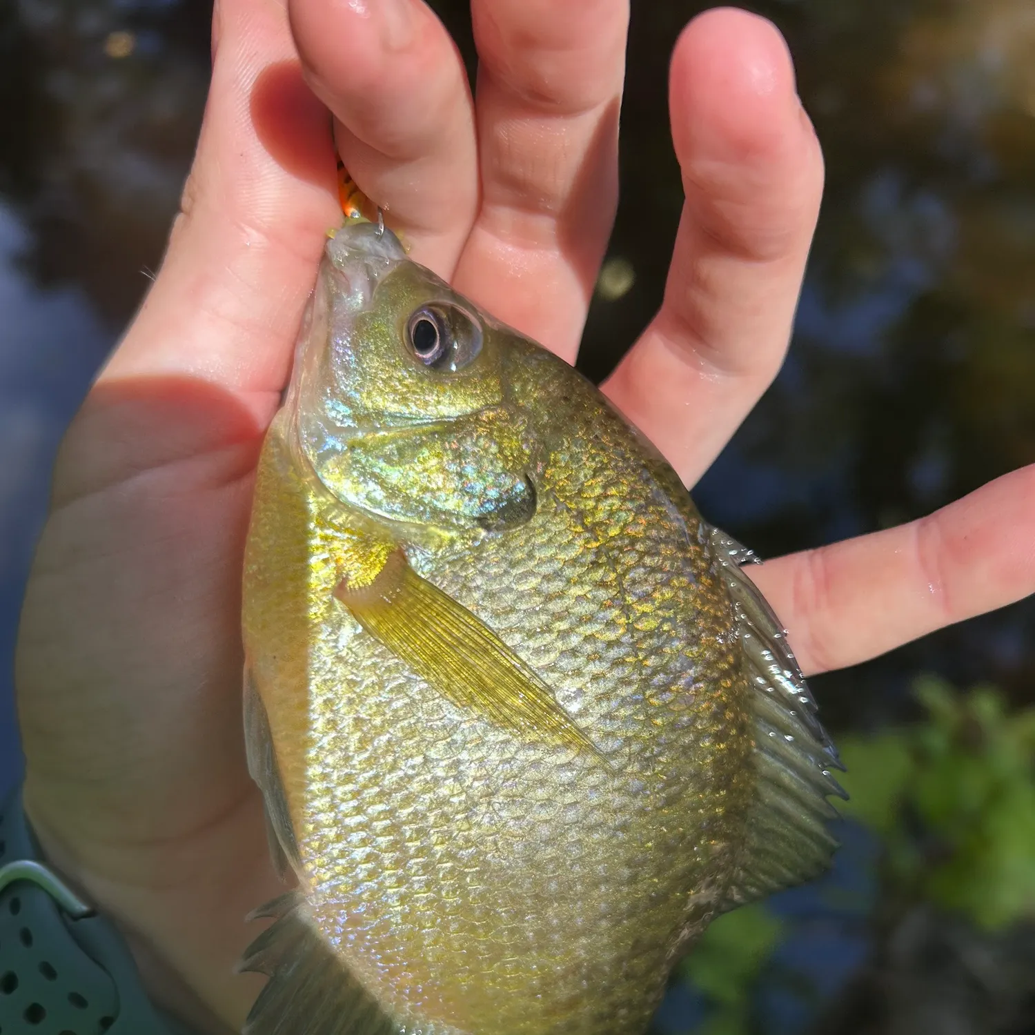 Bluegill caught on Fishbrain