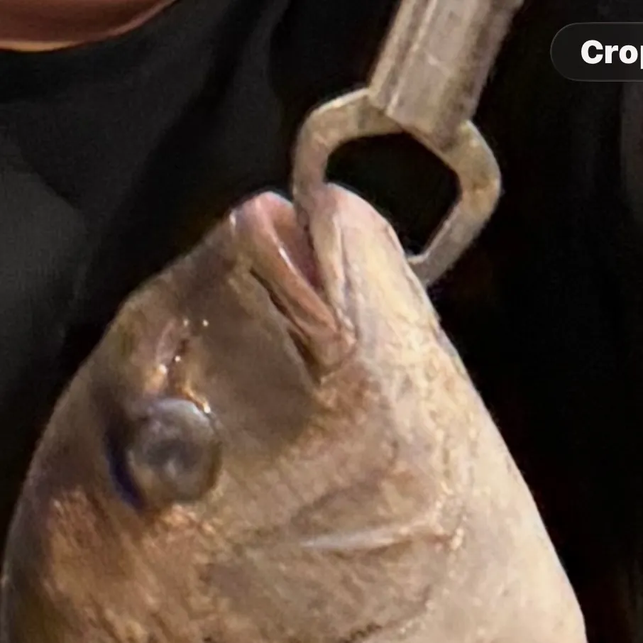 The most recent Goldlined seabream catches on Fishbrain