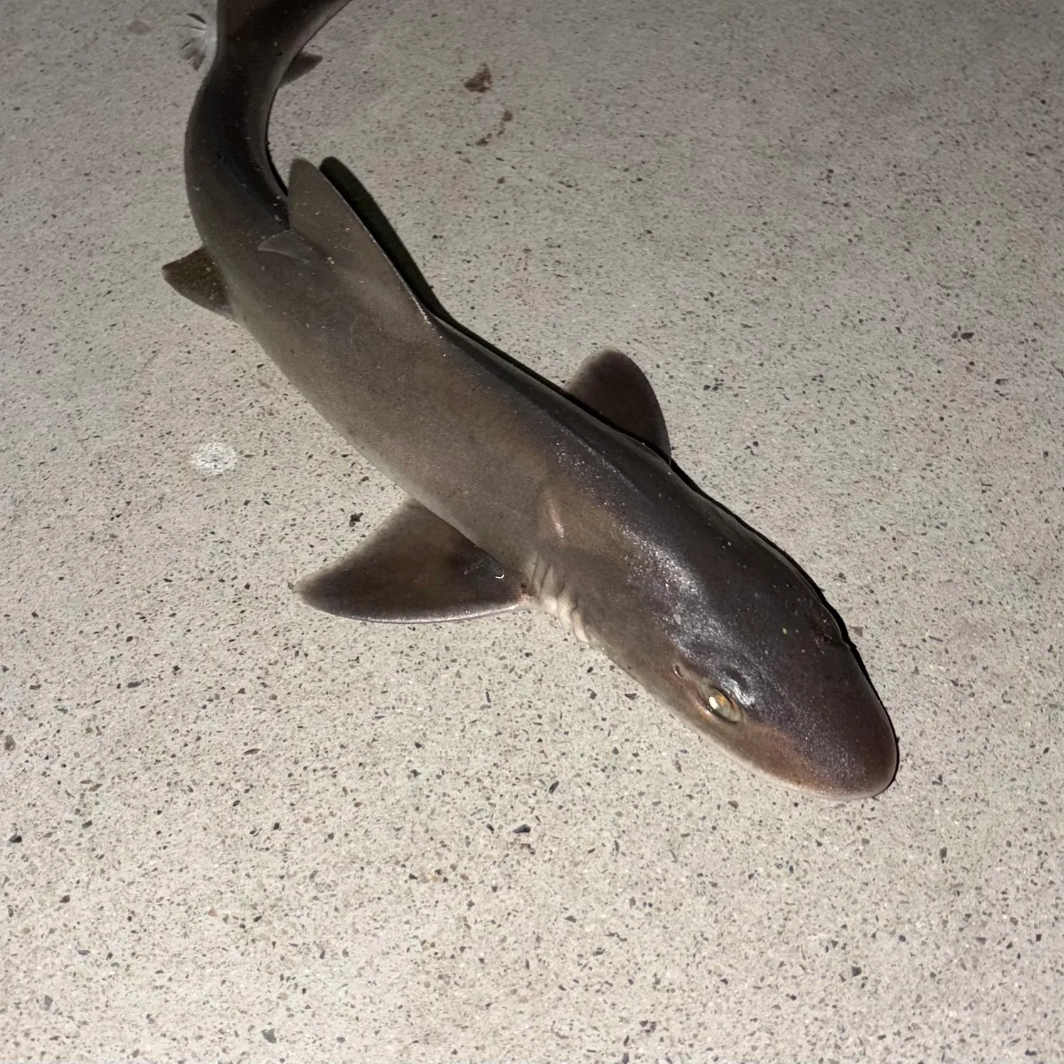 The most recent Brown smooth-hound catches on Fishbrain