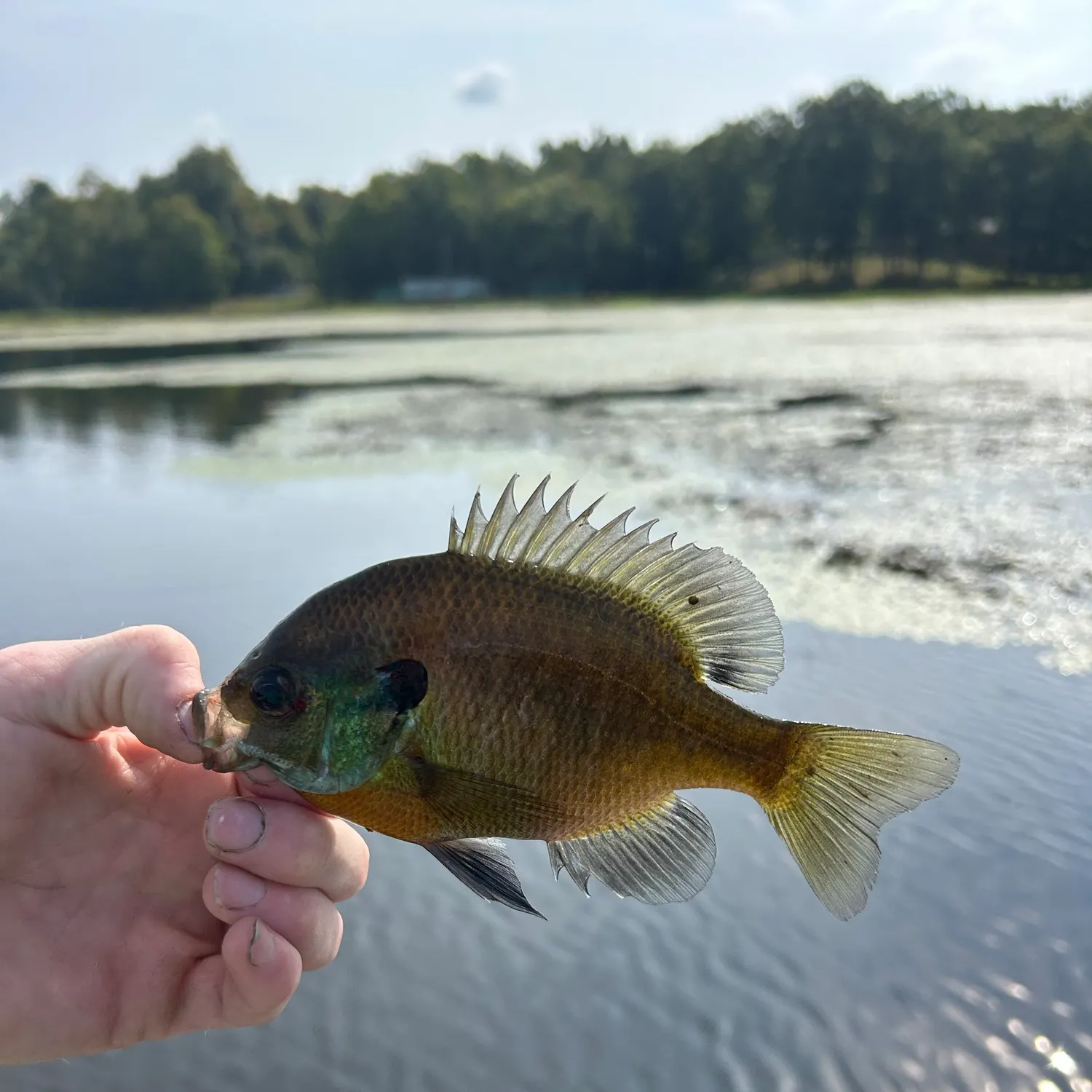 Bluegill caught on Fishbrain