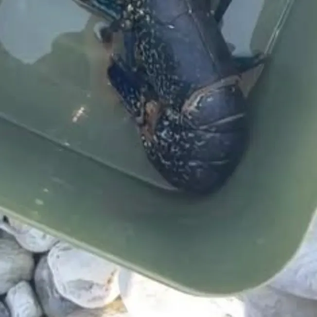 The most recent American lobster catches on Fishbrain