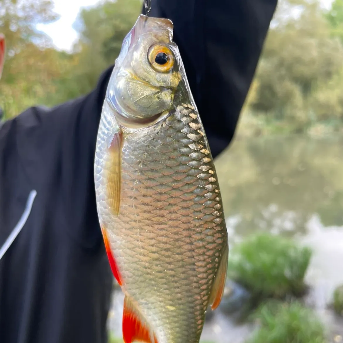 Common rudd caught on Fishbrain