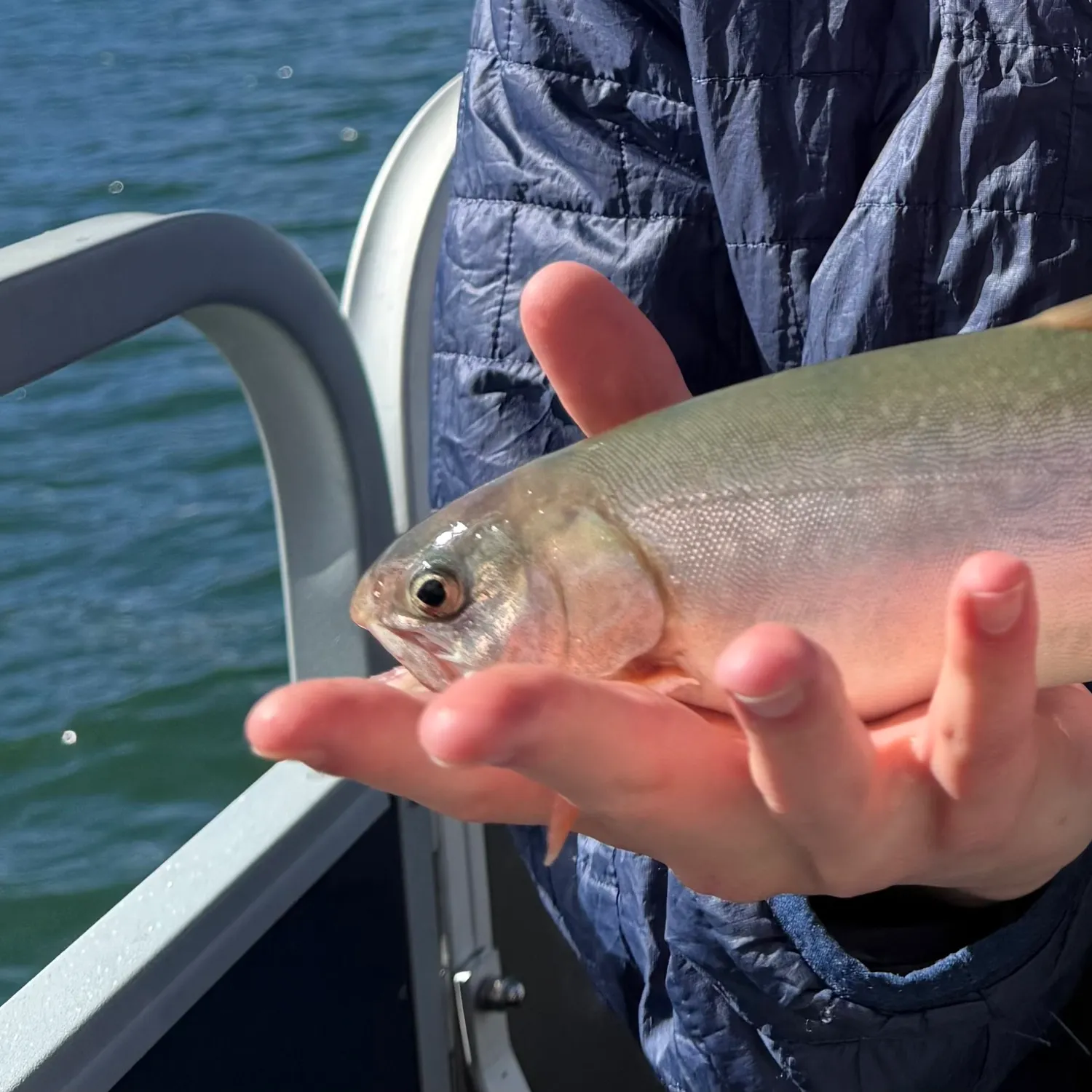 Arctic char caught on Fishbrain