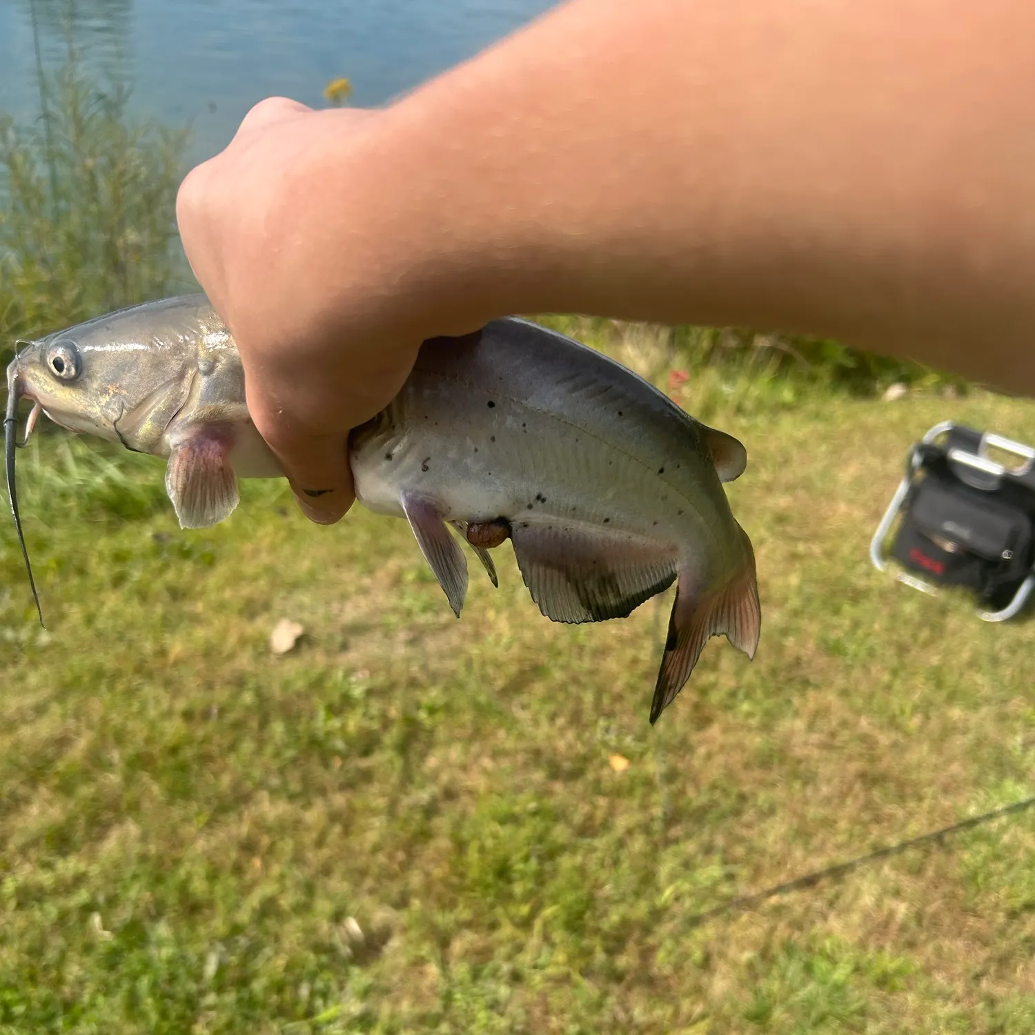 Fish caught on Fishbrain