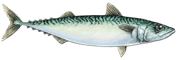 Monterey Spanish mackerel
