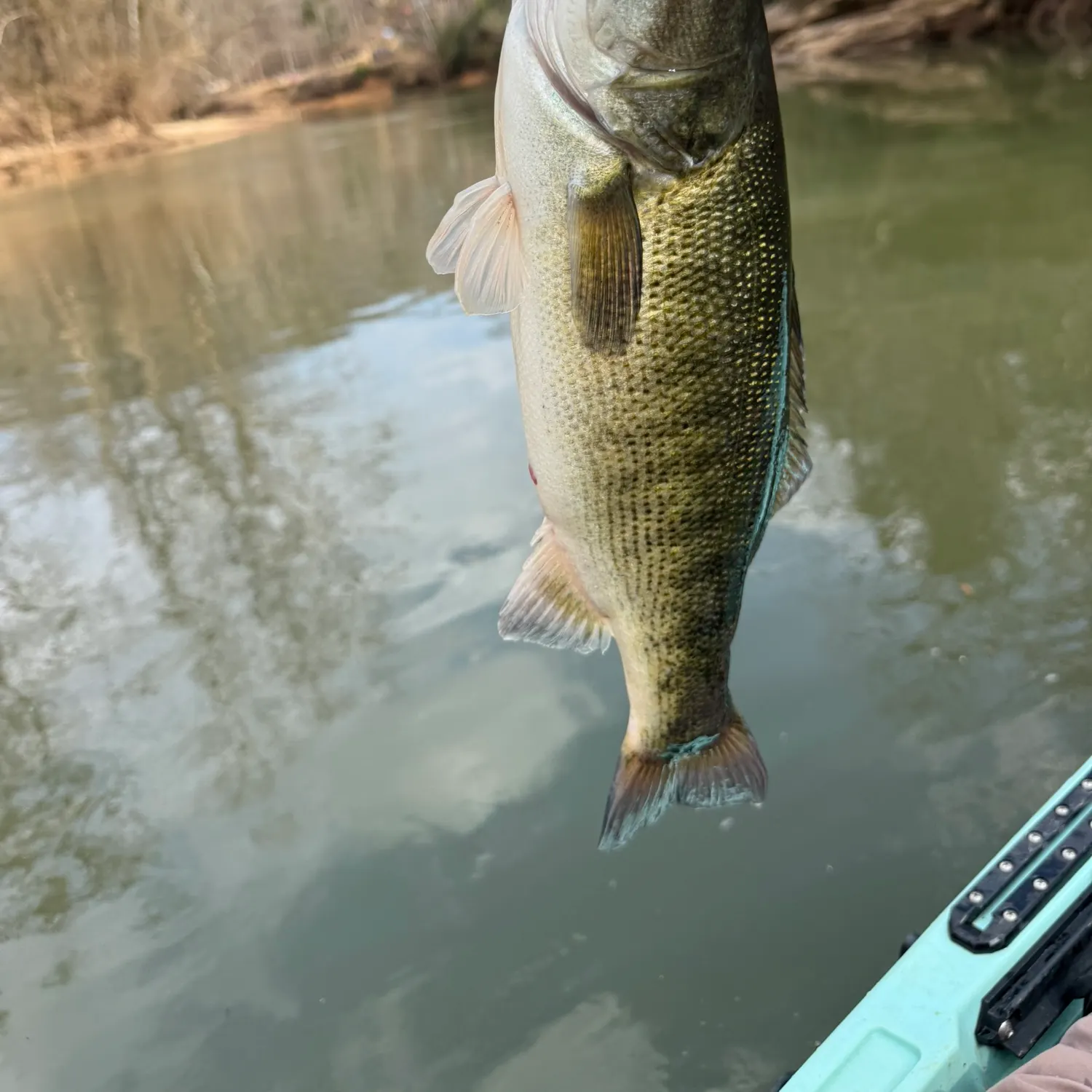 The most recent Spotted bass catches on Fishbrain