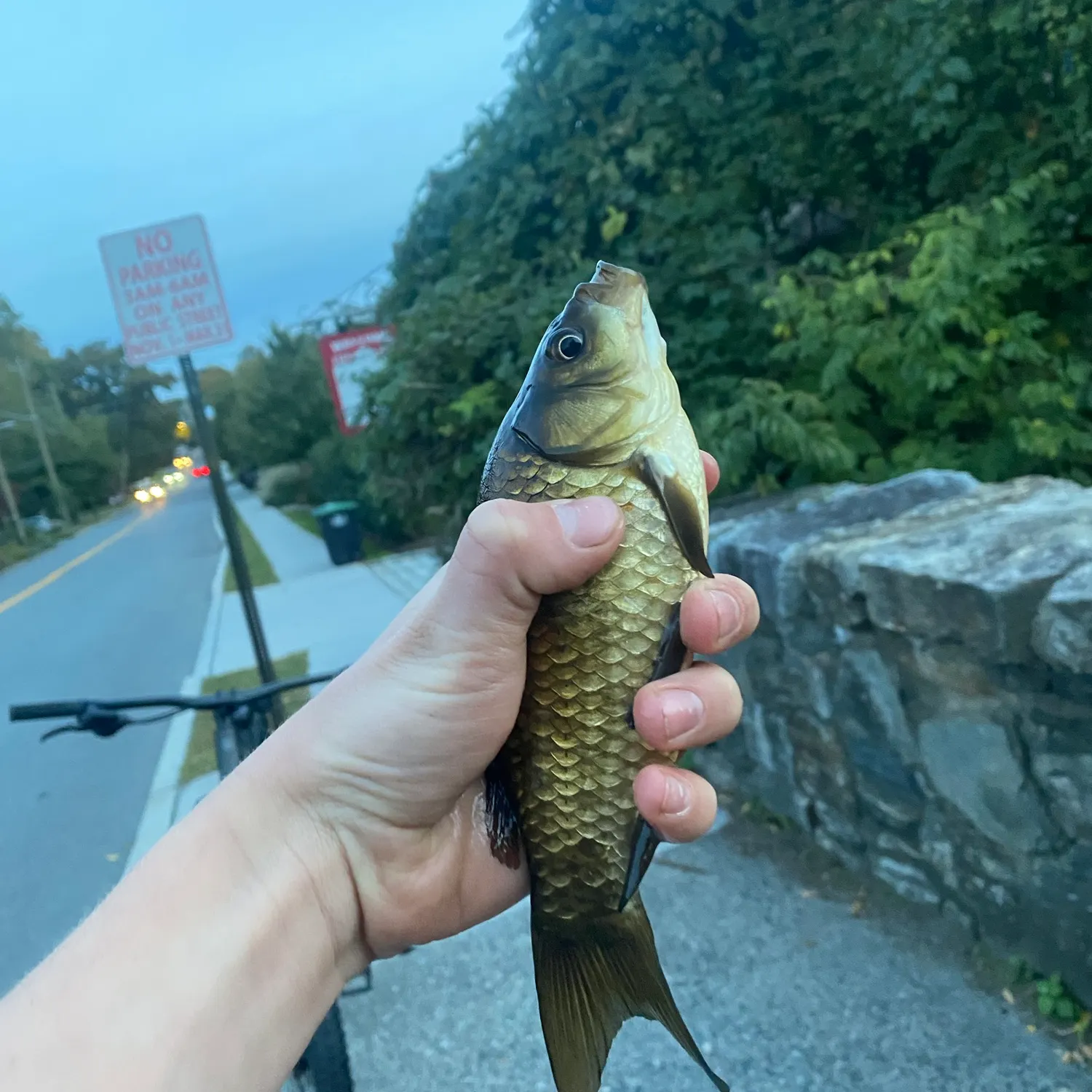 Crucian carp caught on Fishbrain