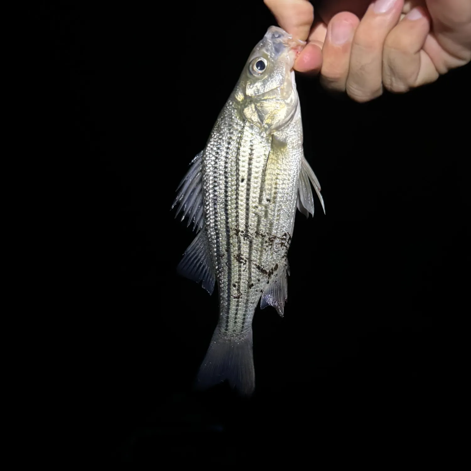 Yellow bass caught on Fishbrain