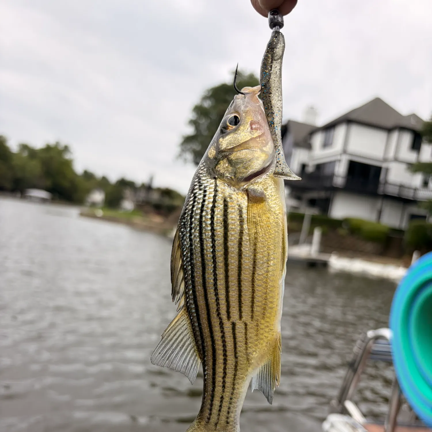 Yellow bass caught on Fishbrain