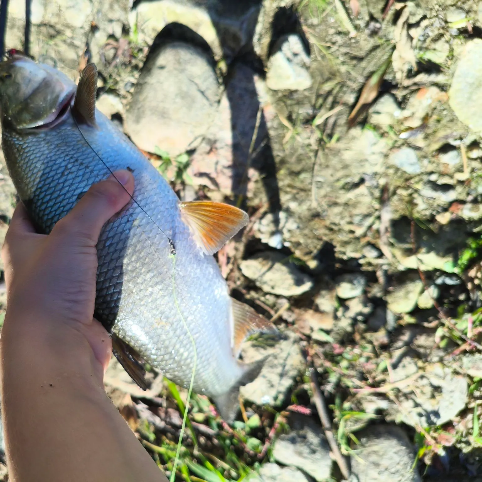 Fish caught on Fishbrain