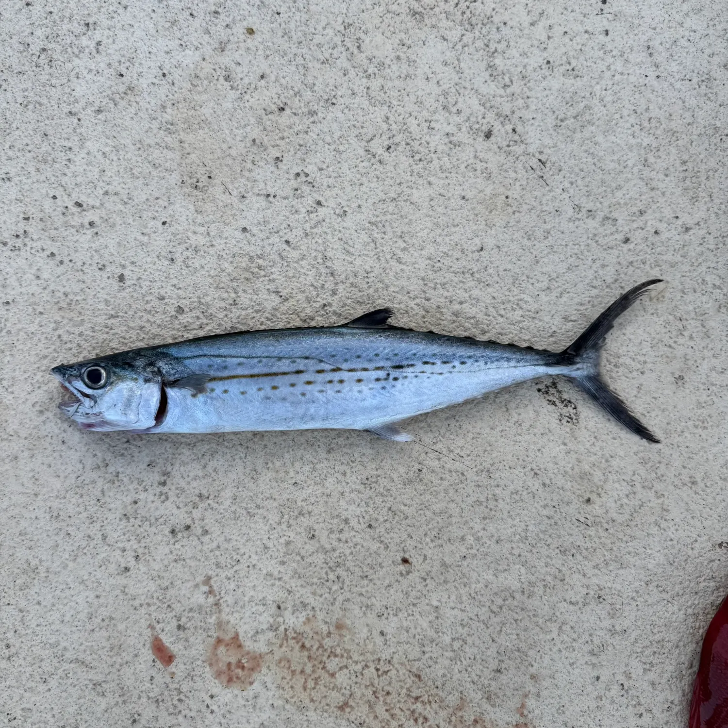 The most recent Cero mackerel catches on Fishbrain