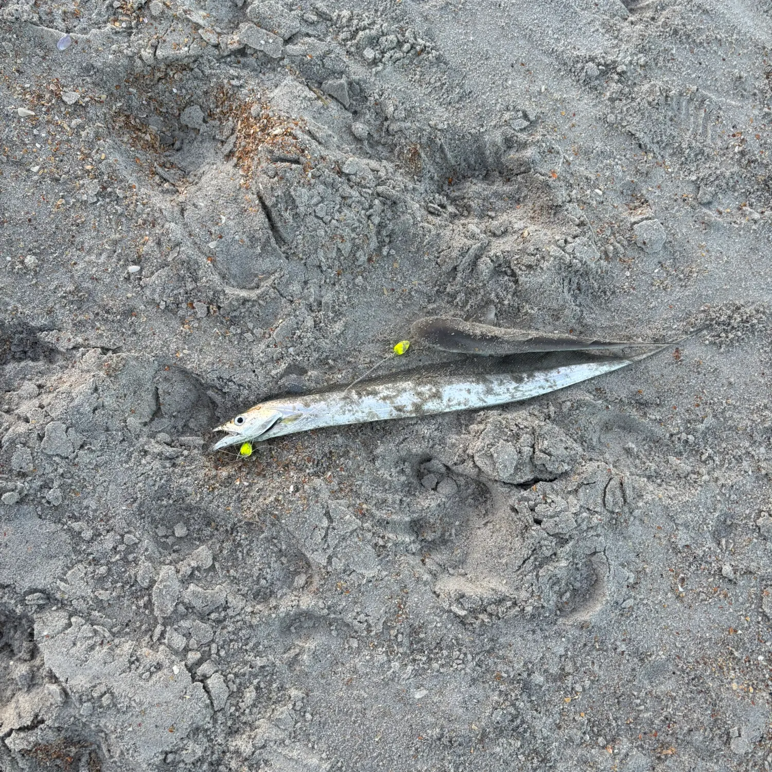 The most recent Slender ribbonfish catches on Fishbrain