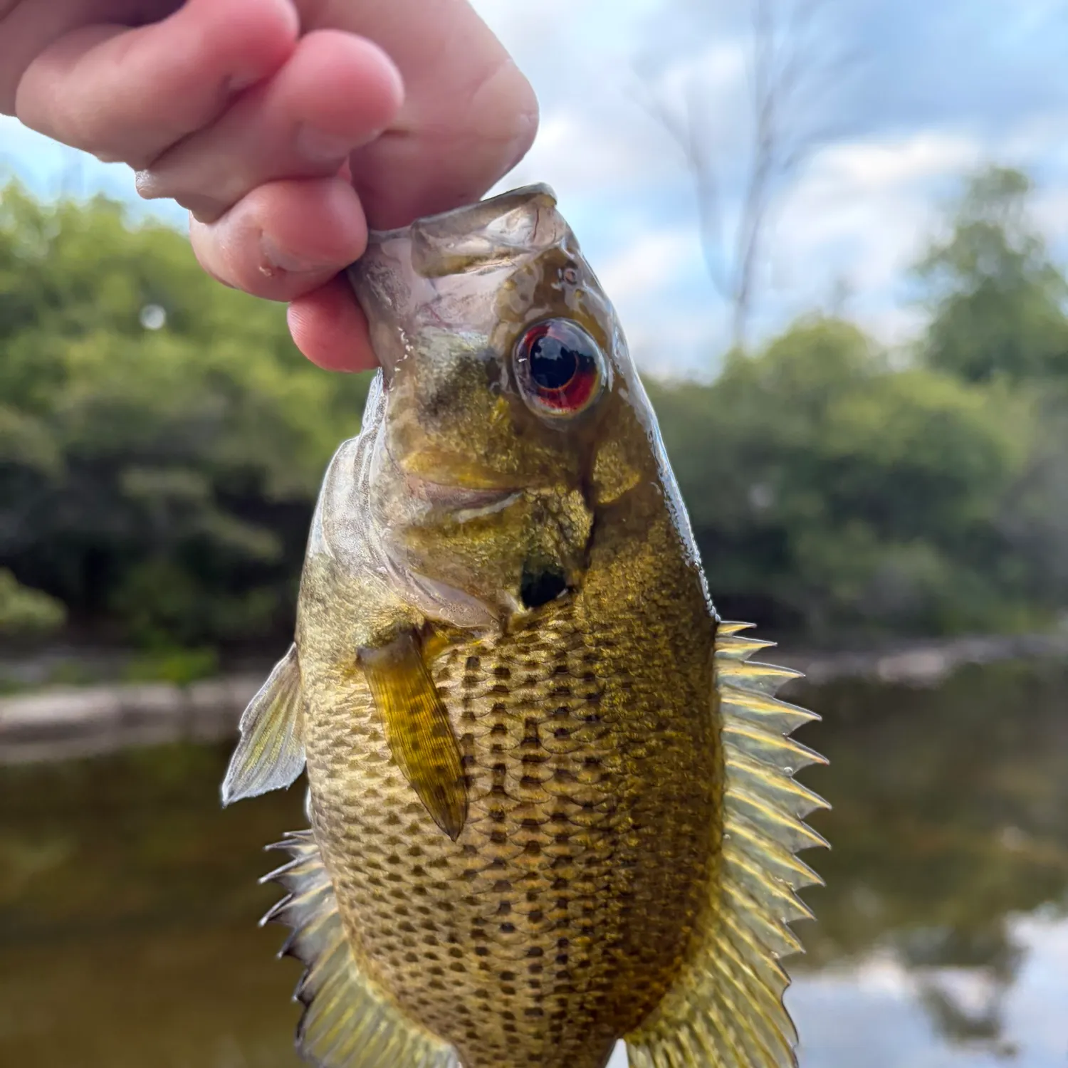 Rock bass caught on Fishbrain