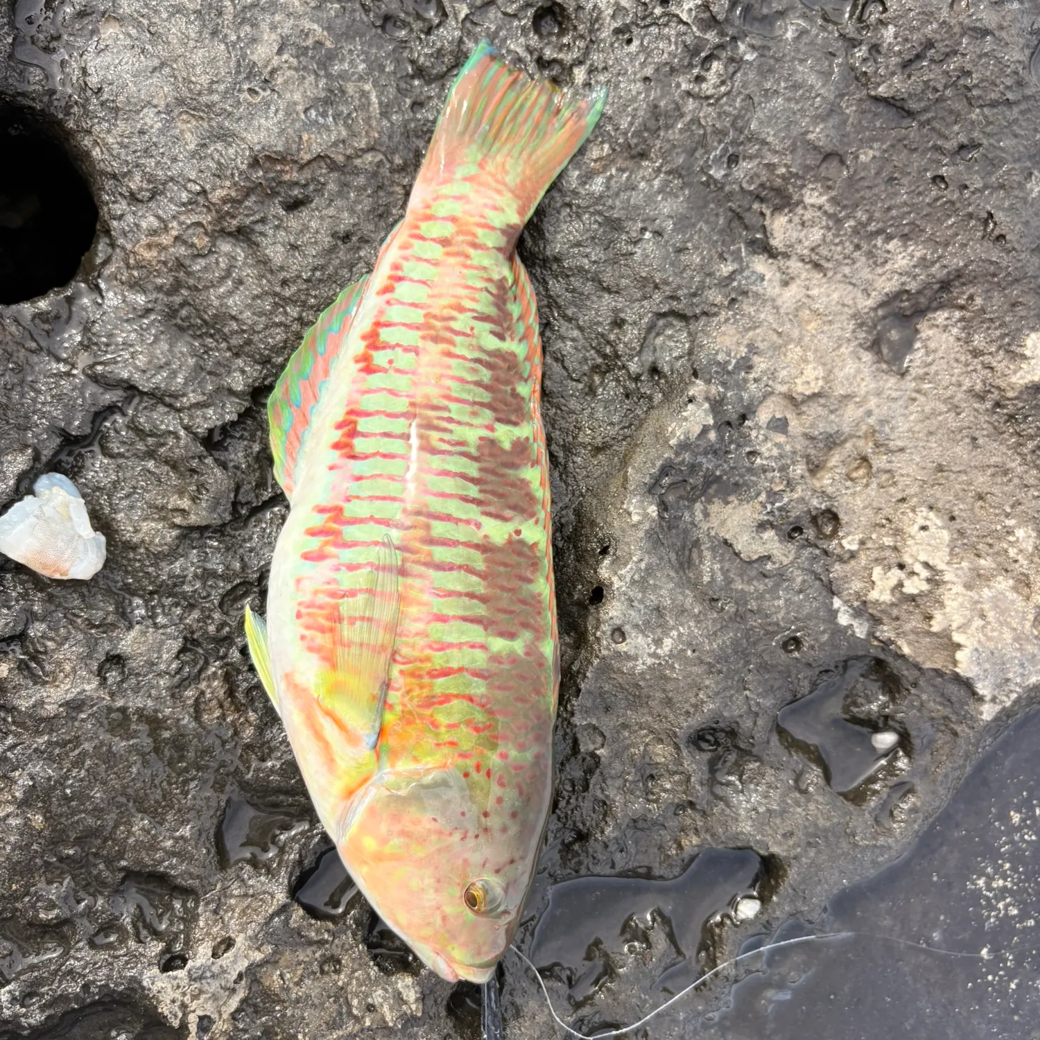 recently logged catches