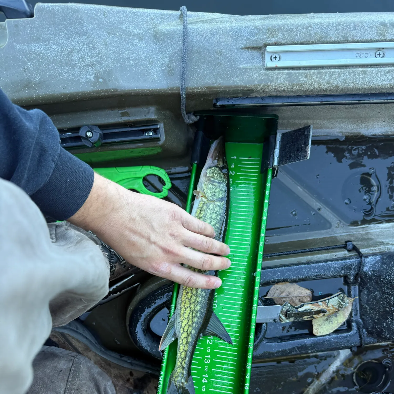 Chain pickerel caught on Fishbrain