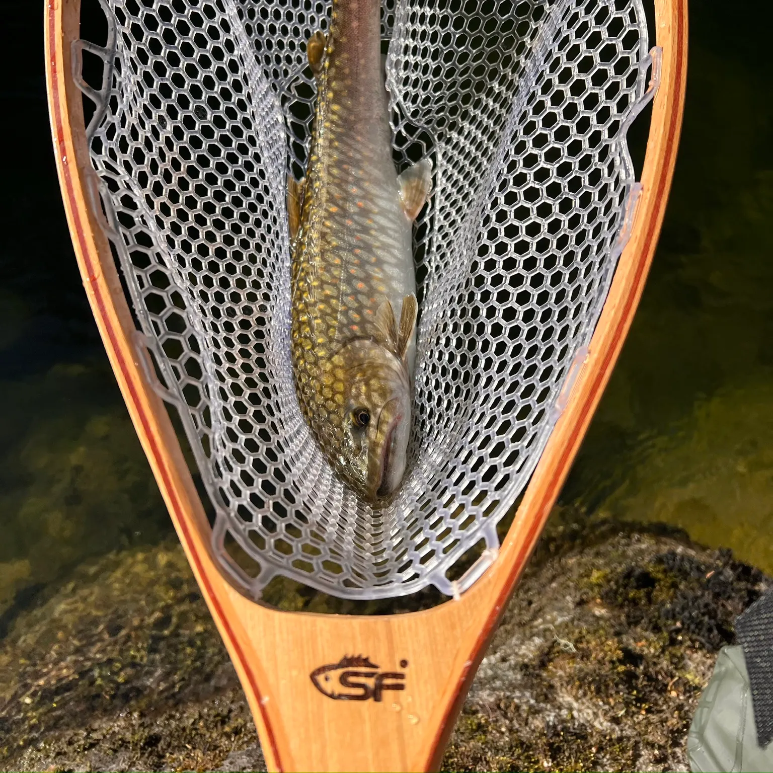 The most recent Dolly varden catches on Fishbrain