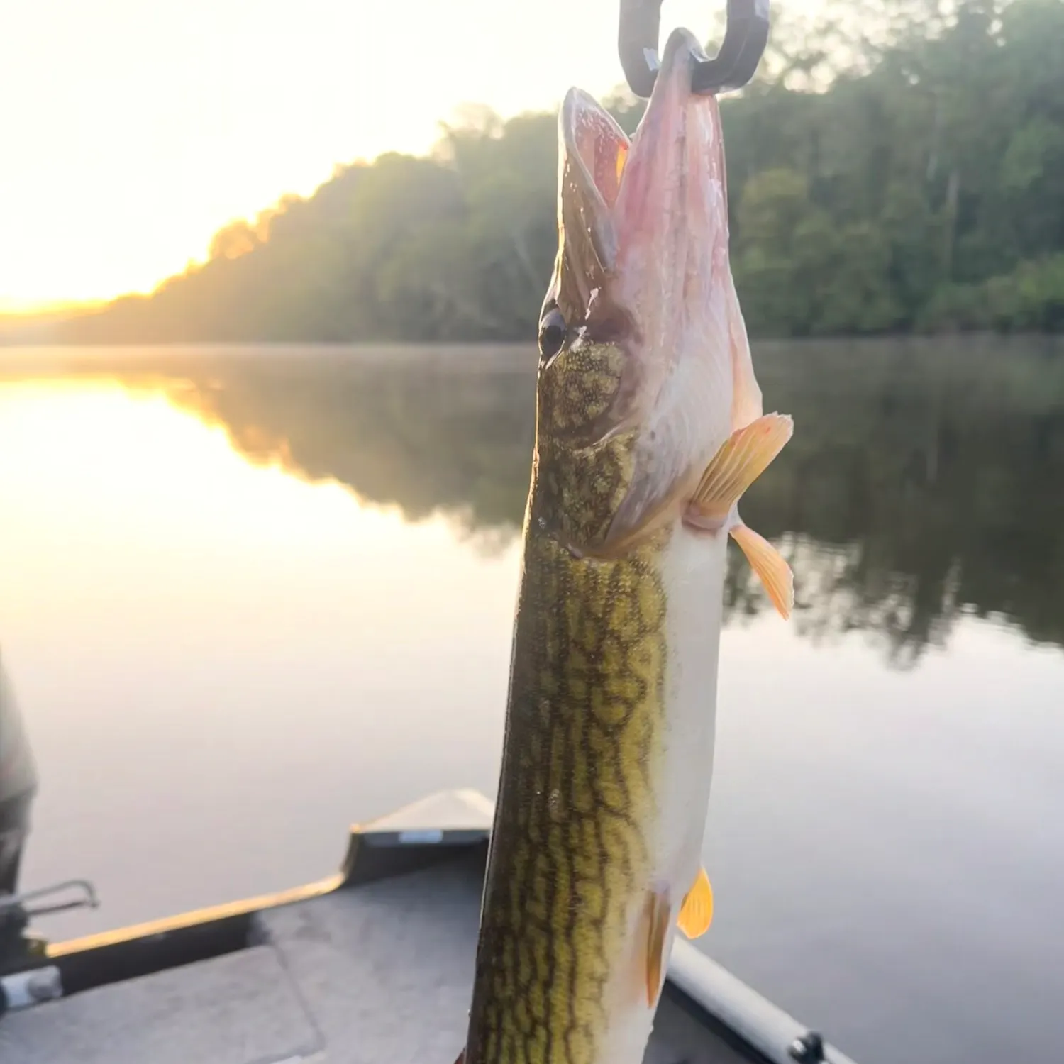 Chain pickerel caught on Fishbrain
