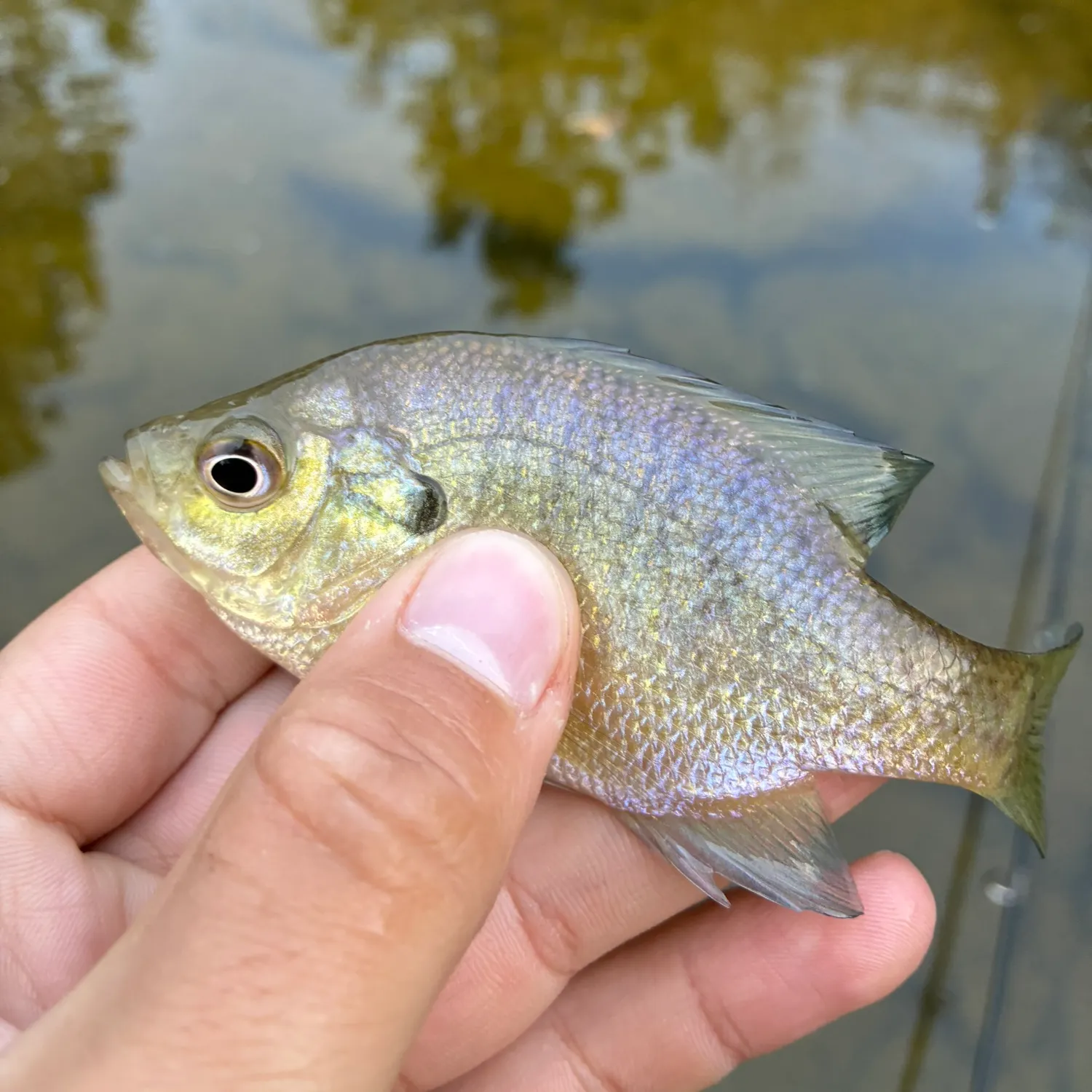 Bluegill caught on Fishbrain