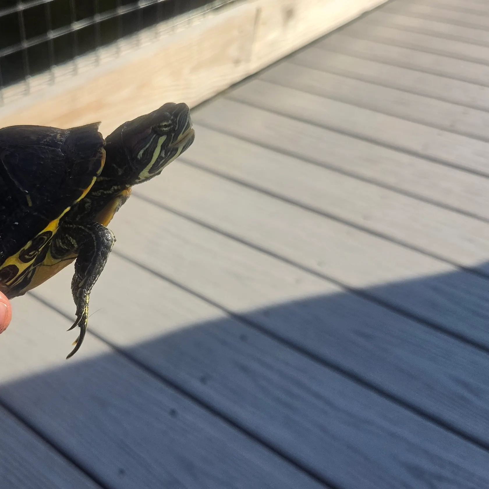 Pond slider turtle caught on Fishbrain