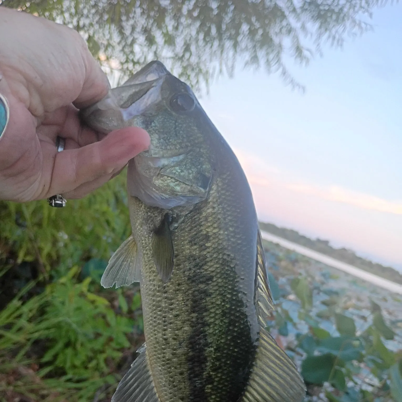 Largemouth bass caught on Fishbrain